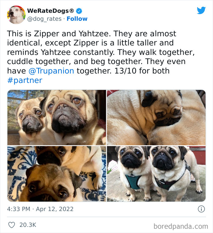 Funny-Dog-Rates-Twitter