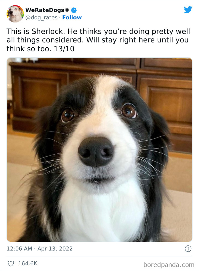 Funny-Dog-Rates-Twitter