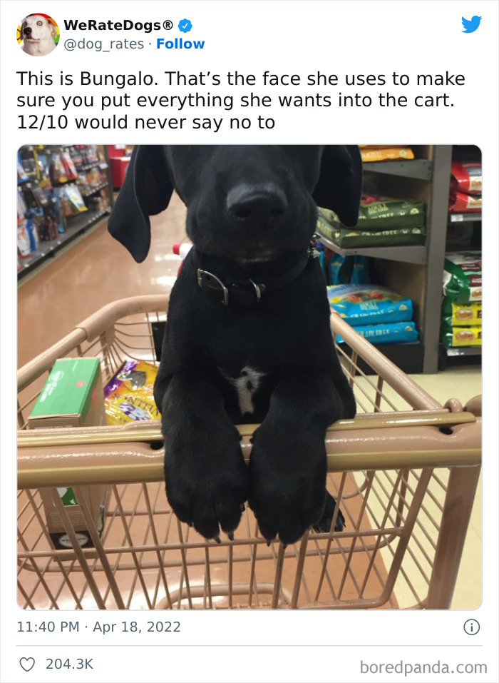 Funny-Dog-Rates-Twitter