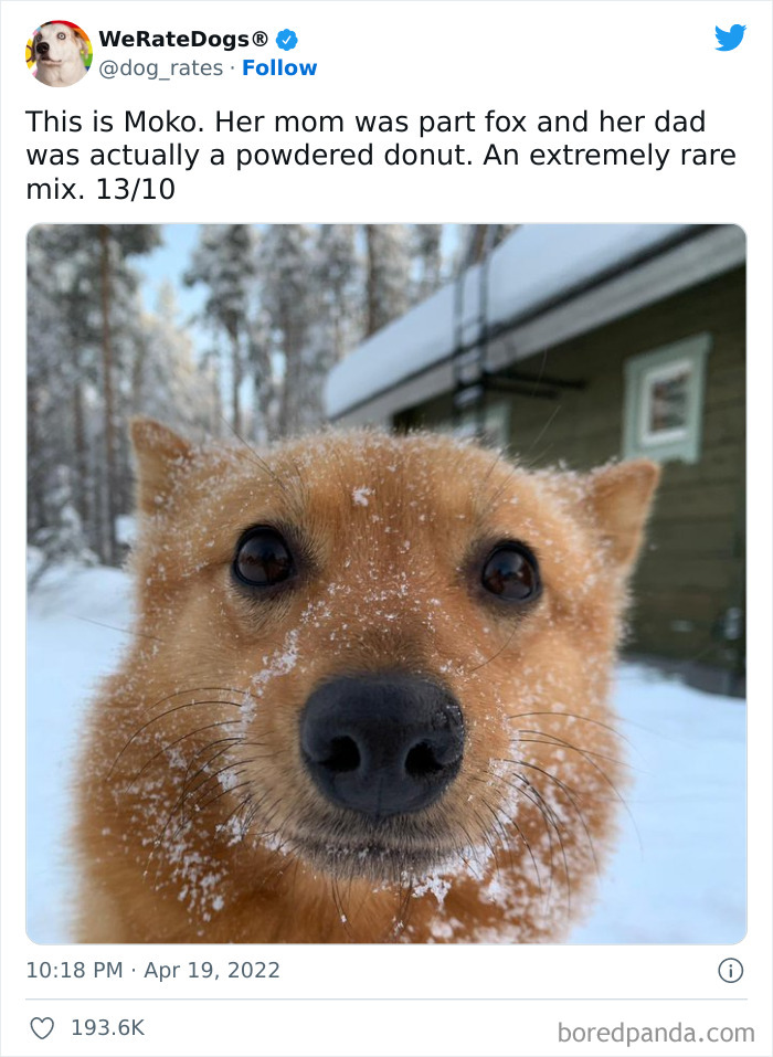 Funny-Dog-Rates-Twitter