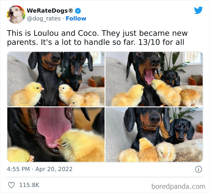 Funny-Dog-Rates-Twitter