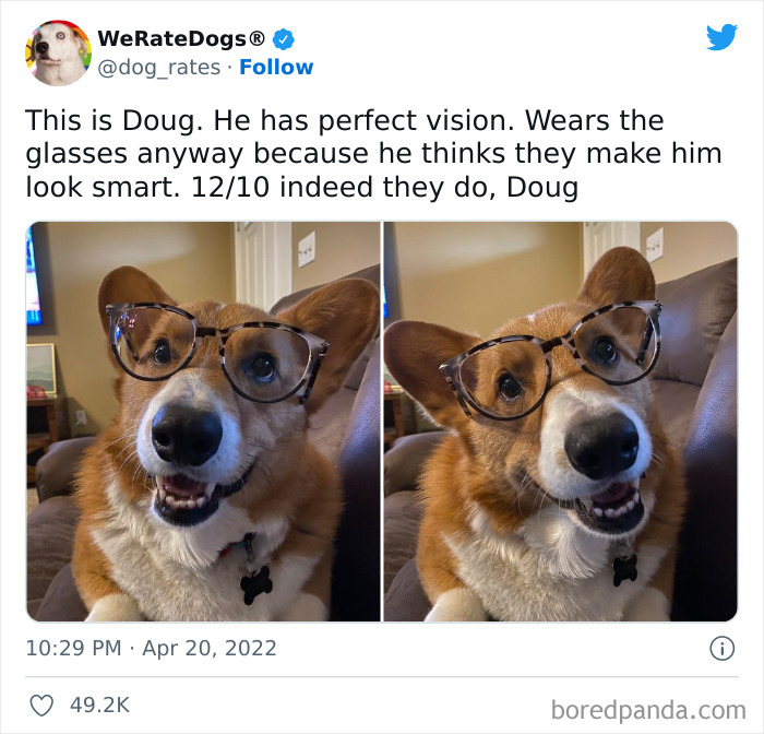 Funny-Dog-Rates-Twitter
