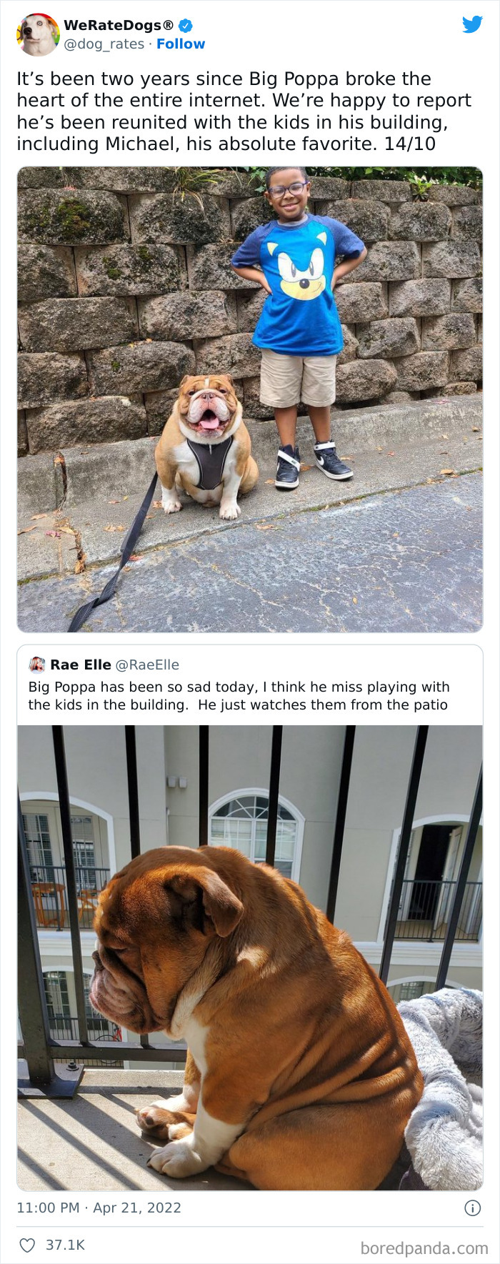 Funny-Dog-Rates-Twitter