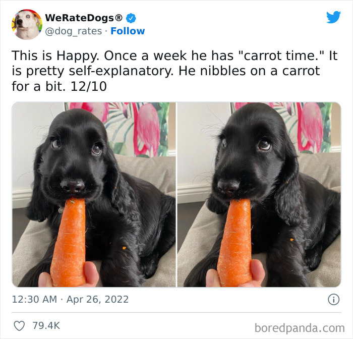 Funny-Dog-Rates-Twitter