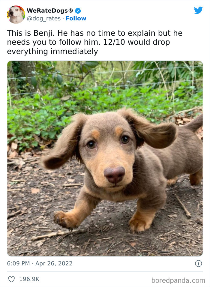 Funny-Dog-Rates-Twitter