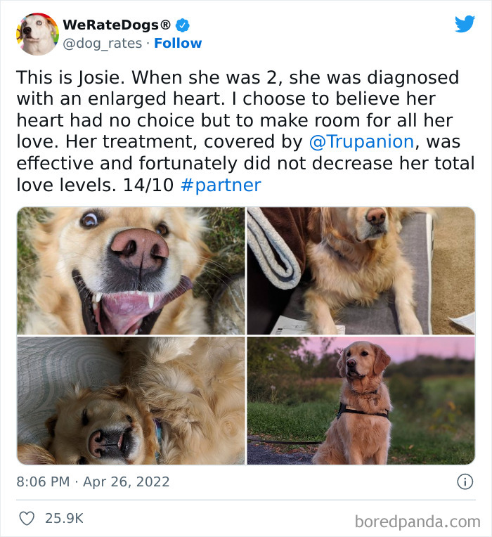 Funny-Dog-Rates-Twitter