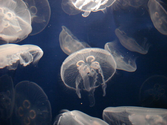 23 Fascinating, Weird Or Even Scary Facts About The Ocean People In This Online Group Decided To Share