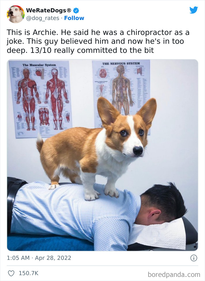 Funny-Dog-Rates-Twitter