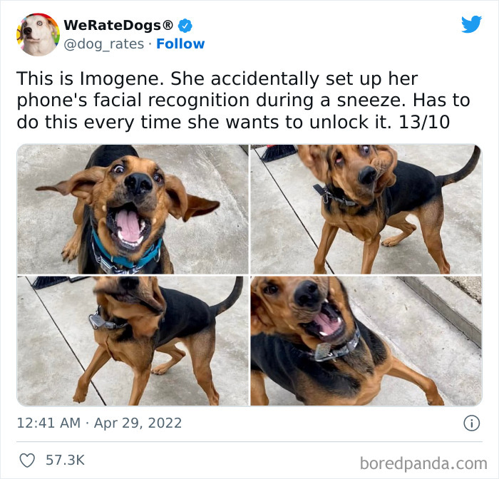 Funny-Dog-Rates-Twitter