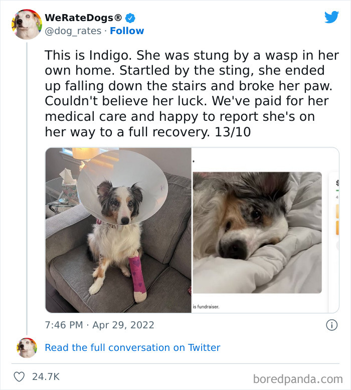 Funny-Dog-Rates-Twitter