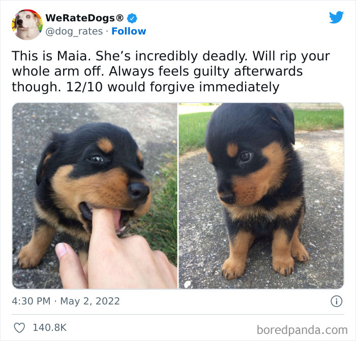 Funny-Dog-Rates-Twitter