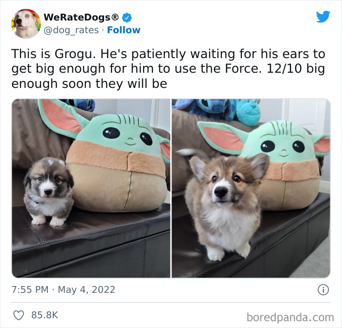 Funny-Dog-Rates-Twitter