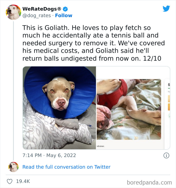 Funny-Dog-Rates-Twitter