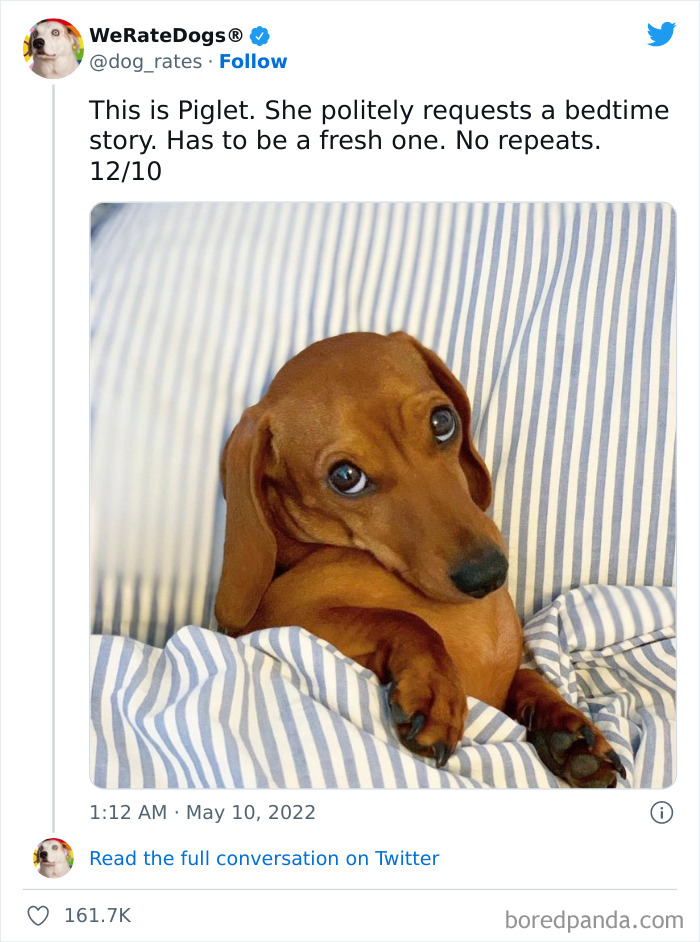 Funny-Dog-Rates-Twitter