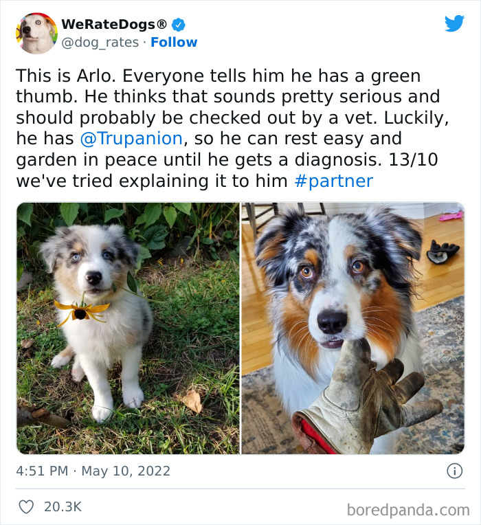 Funny-Dog-Rates-Twitter
