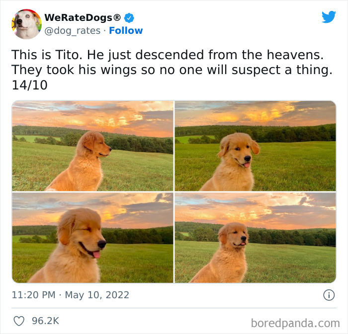 Funny-Dog-Rates-Twitter
