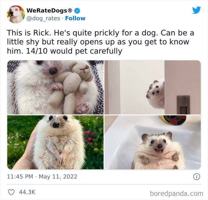 Funny-Dog-Rates-Twitter