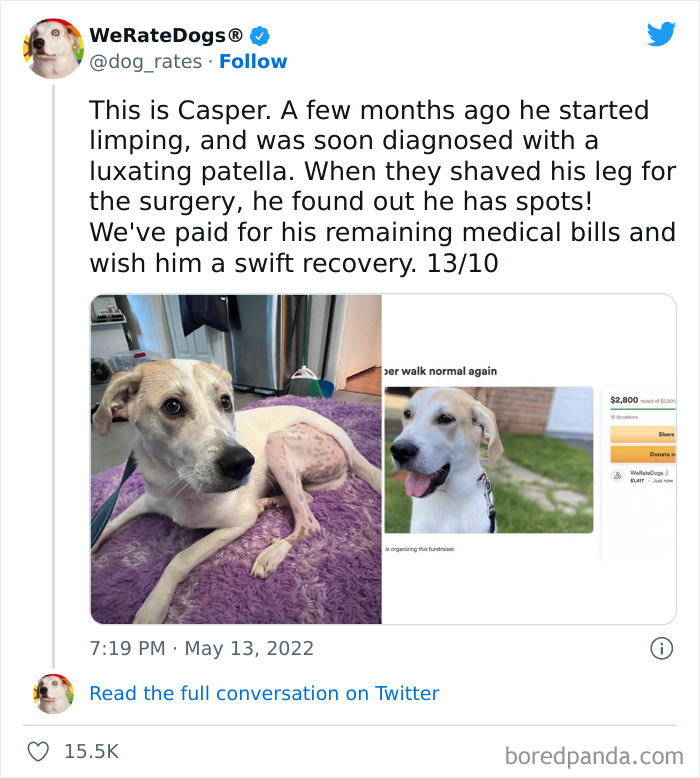 Funny-Dog-Rates-Twitter