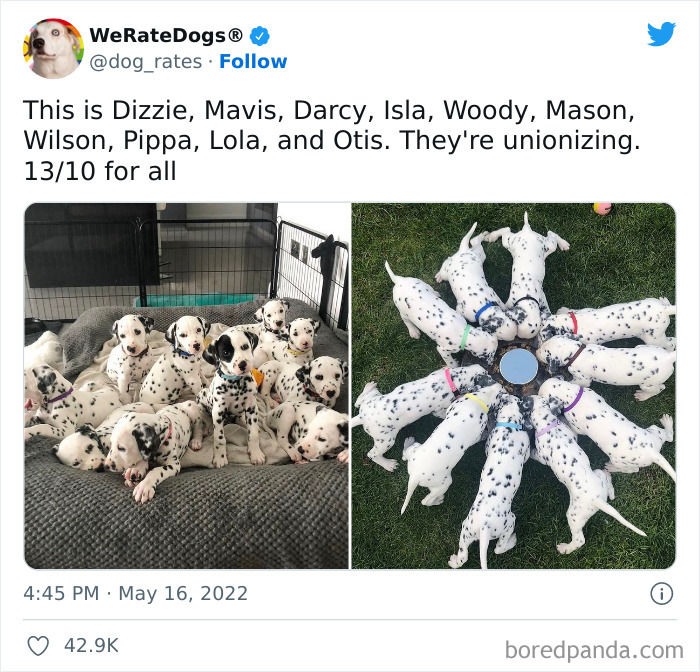 Funny-Dog-Rates-Twitter