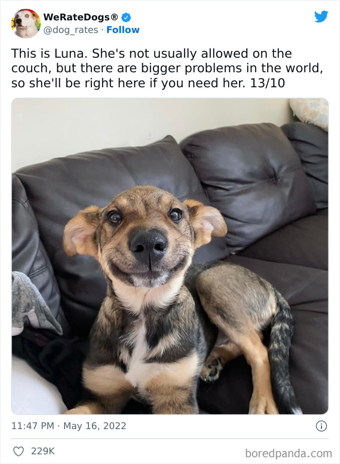 Funny-Dog-Rates-Twitter