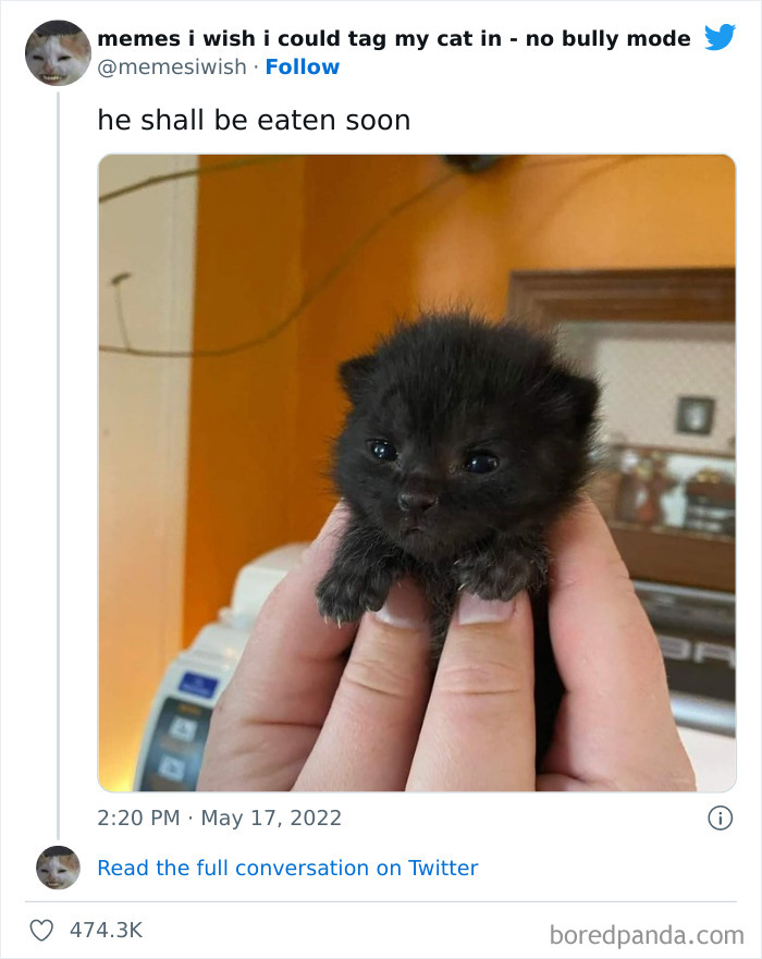 Funny-Relatable-Cat-Memes-Tweets