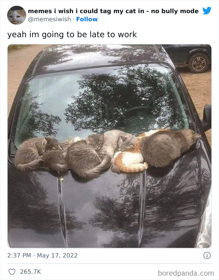 Funny-Relatable-Cat-Memes-Tweets