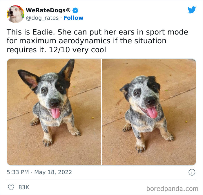 Funny-Dog-Rates-Twitter