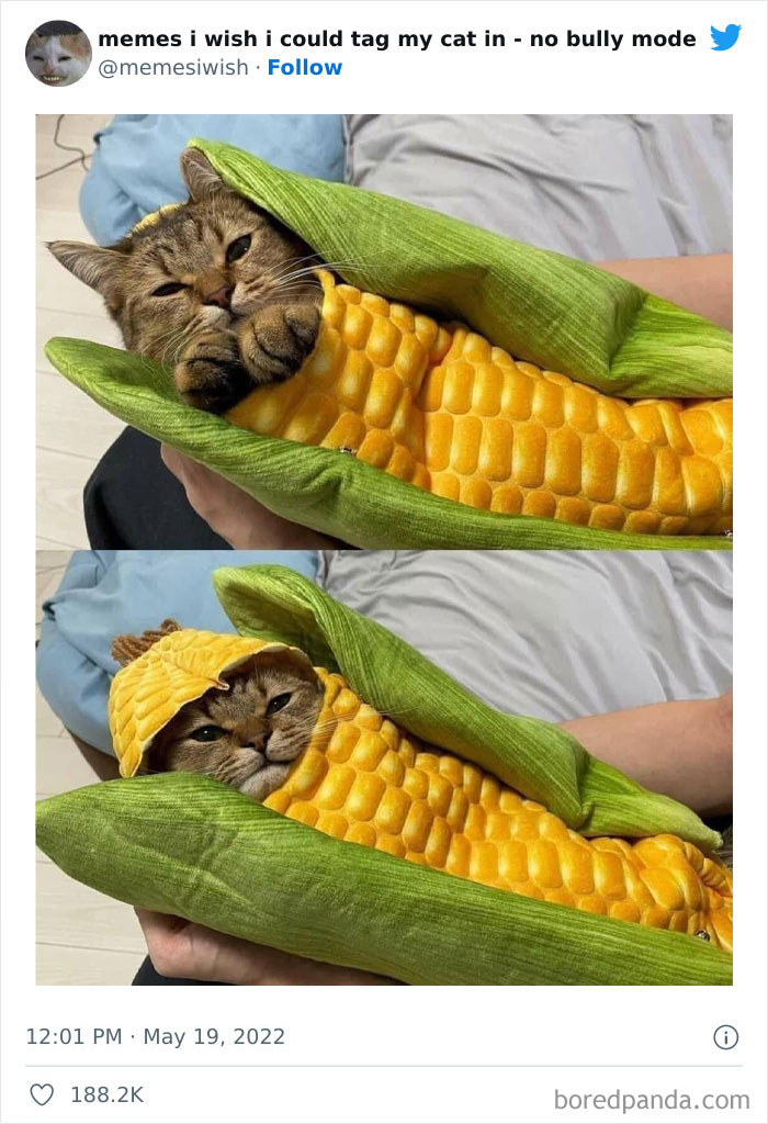 Funny-Relatable-Cat-Memes-Tweets