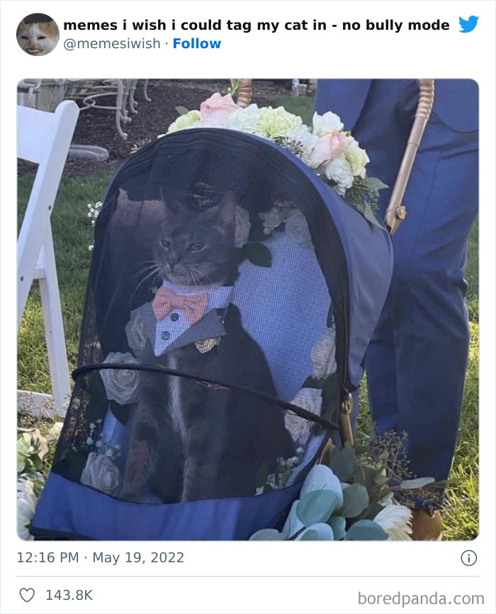 Funny-Relatable-Cat-Memes-Tweets