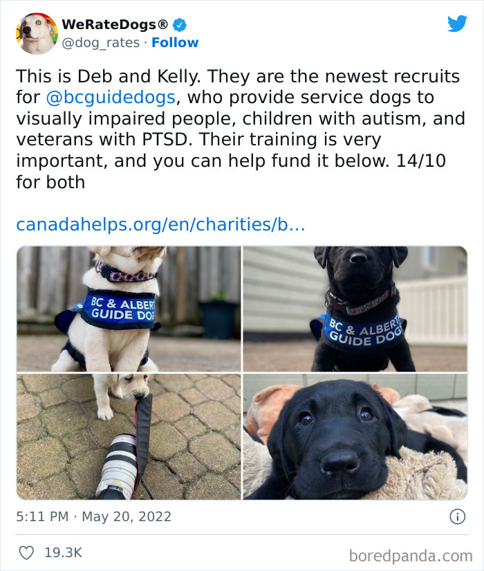 Funny-Dog-Rates-Twitter