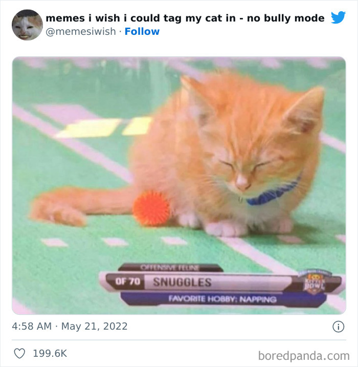Funny-Relatable-Cat-Memes-Tweets