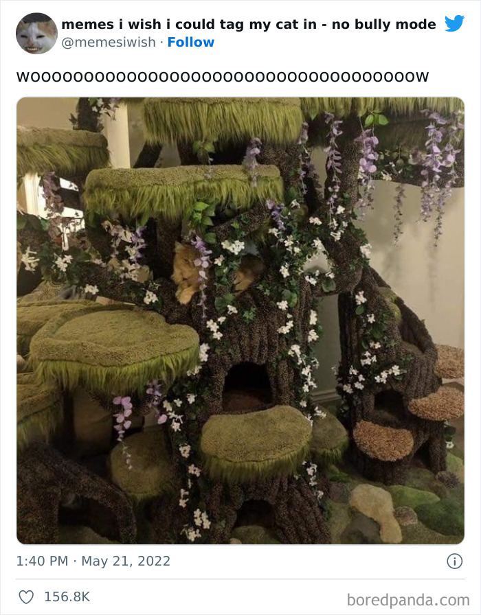 Funny-Relatable-Cat-Memes-Tweets