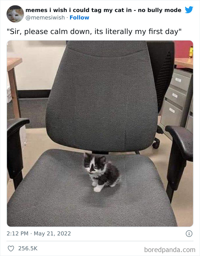 Funny-Relatable-Cat-Memes-Tweets