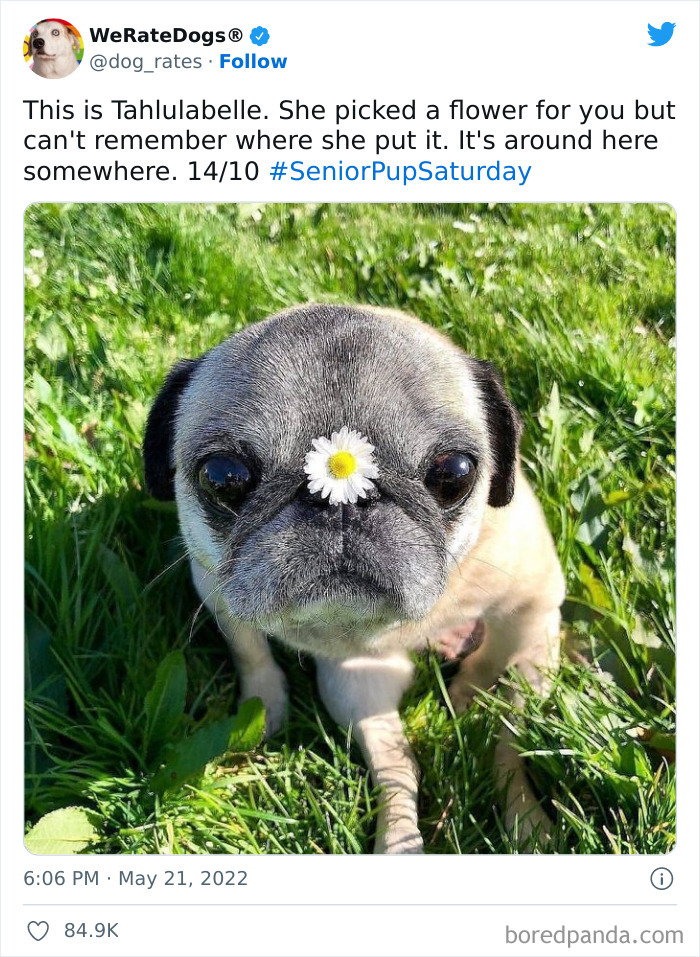 Funny-Dog-Rates-Twitter