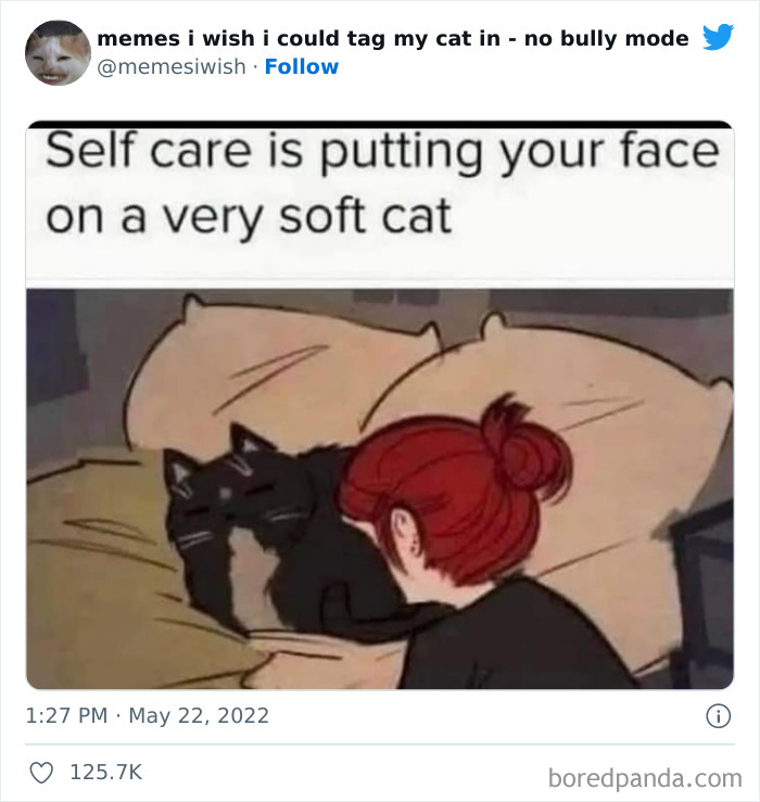 Funny-Relatable-Cat-Memes-Tweets