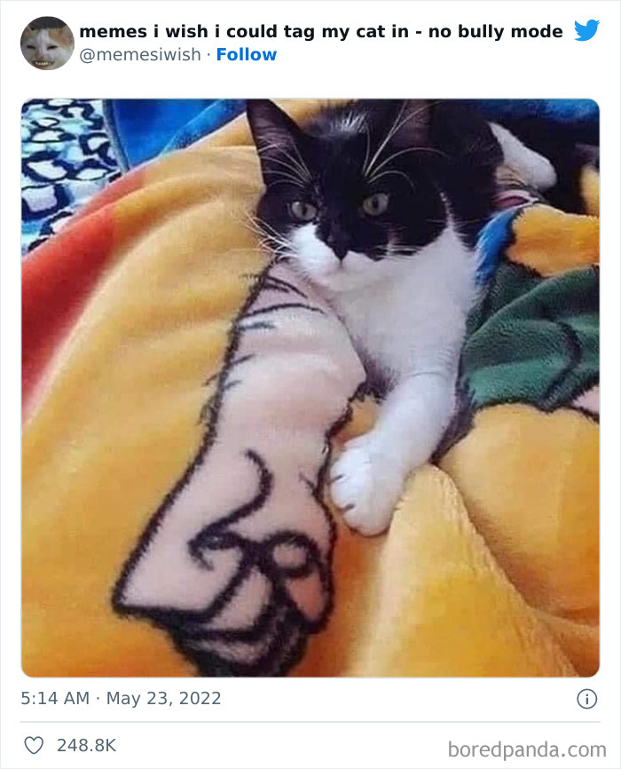 Funny-Relatable-Cat-Memes-Tweets