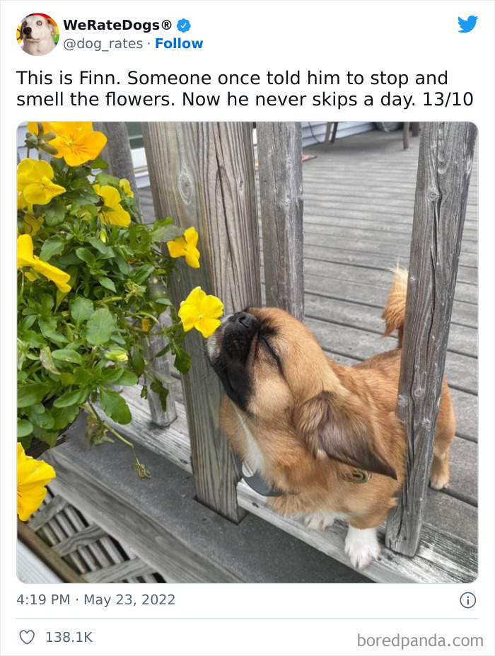 Funny-Dog-Rates-Twitter