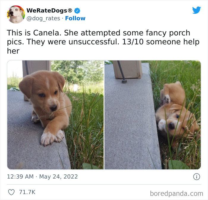 Funny-Dog-Rates-Twitter