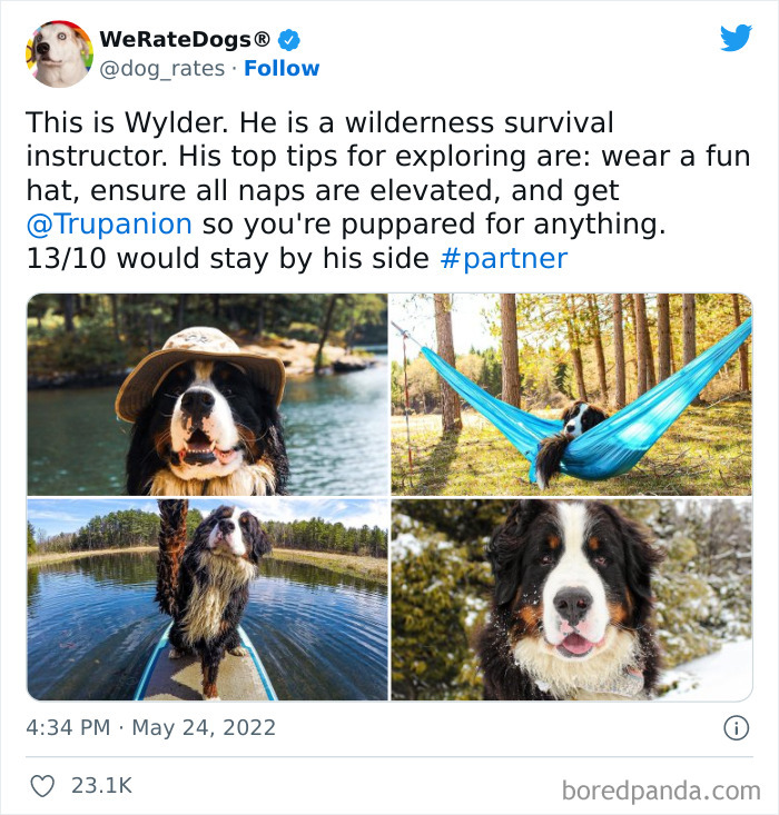 Funny-Dog-Rates-Twitter