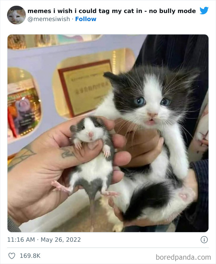 Funny-Relatable-Cat-Memes-Tweets