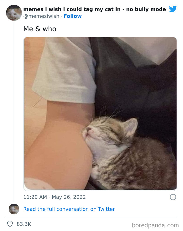 Funny-Relatable-Cat-Memes-Tweets