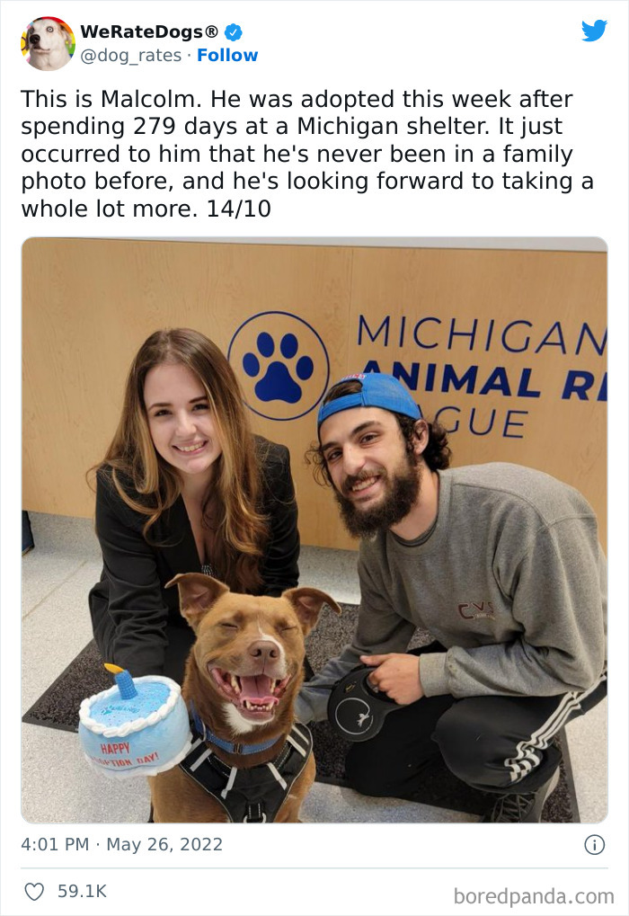 Funny-Dog-Rates-Twitter