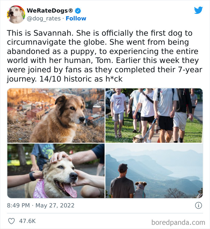 Funny-Dog-Rates-Twitter