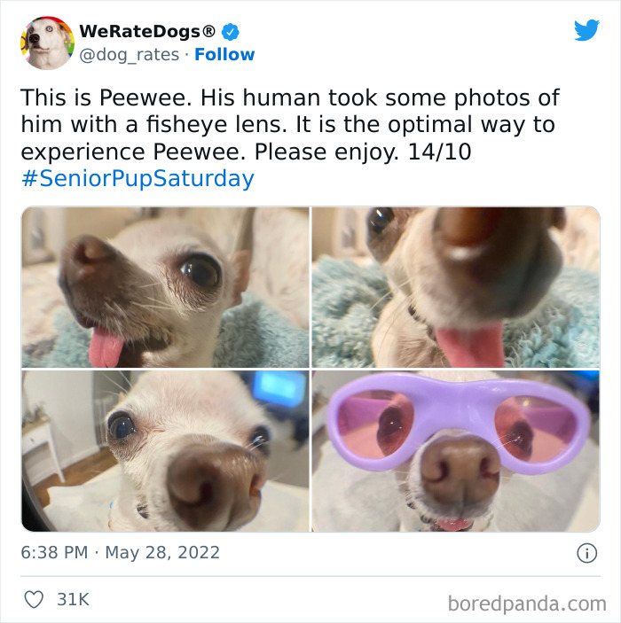 Funny-Dog-Rates-Twitter