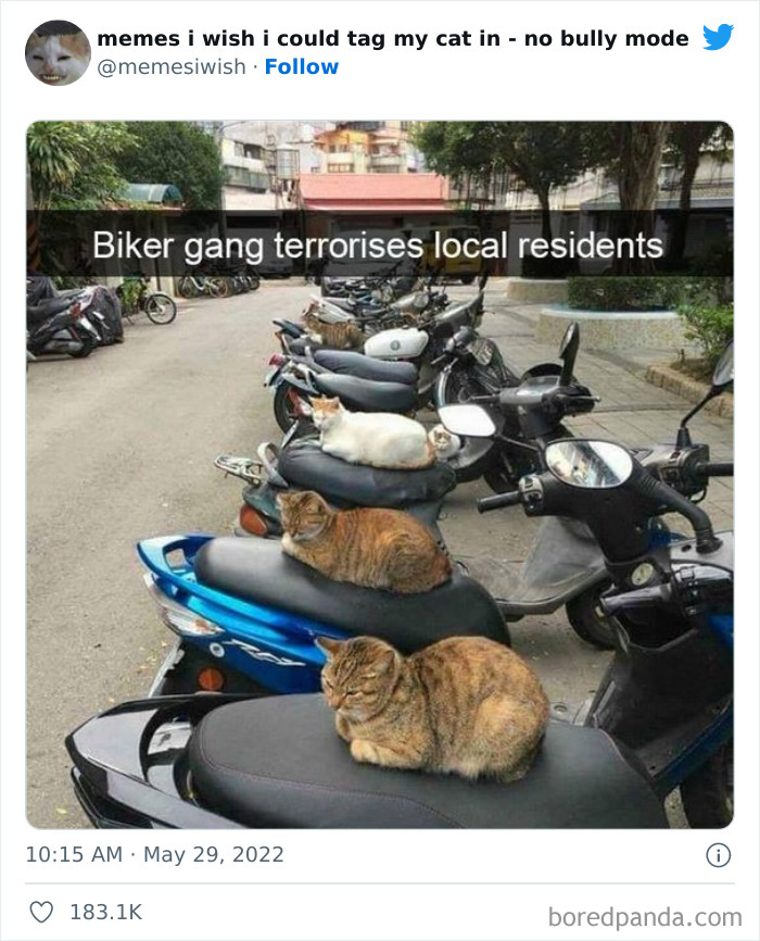 Funny-Relatable-Cat-Memes-Tweets