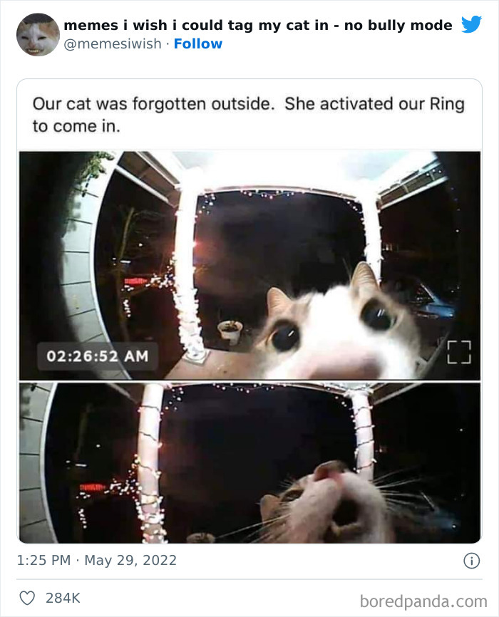 Funny-Relatable-Cat-Memes-Tweets