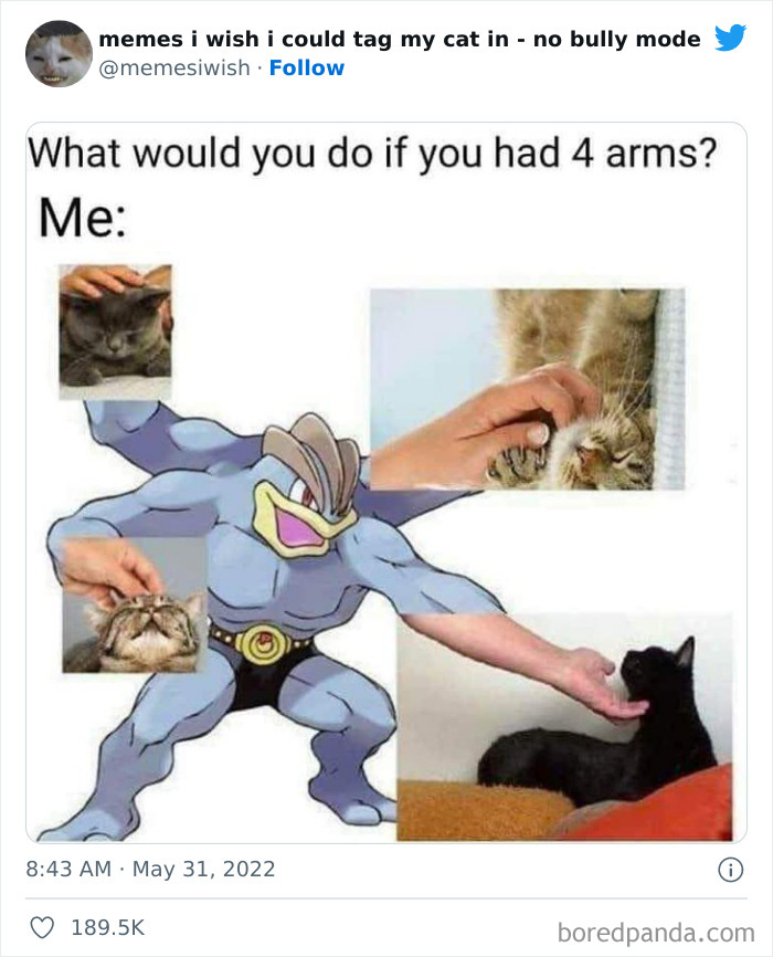 Funny-Relatable-Cat-Memes-Tweets