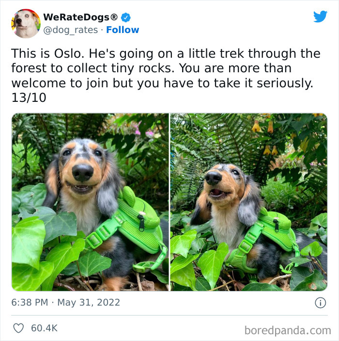 Funny-Dog-Rates-Twitter
