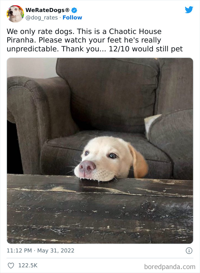 Funny-Dog-Rates-Twitter