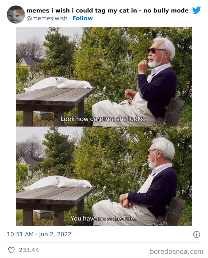 Funny-Relatable-Cat-Memes-Tweets